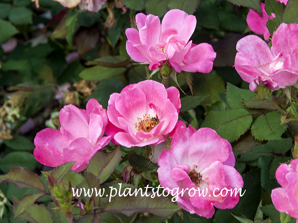 Pink Knockout Rose (Rosa)